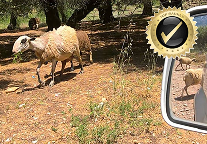 Sheep in an olive grove during a Jeep Wrangler safari in Crete